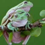 Frog Sounds : కప్పల బెక బెక శబ్ధాలు.. ఎందుకో తెలిస్తే ఆశ్చర్యపోతారు..!