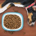 Dog Bite : ప్లీజ్ బ్రో.. కుక్కల పెంపకంలో ఇలా చేయొద్దు..!