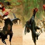 Sankranti : పందెంకోడితో పండగ సందడి..!