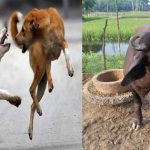 Street Dogs Attack on Buffalo : దడ పుట్టిస్తున్న వీధి కుక్కలు.. గేదెపై మూకుమ్మడి దాడి..