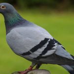 Pigeons : మీ నివాస ప్రాంతంలో పావురాలు ఉన్నాయా..? అయితే డేంజర్ జోన్‌లో ఉన్నట్లే..!