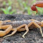 Scorpion Venom : లీటర్ తేలు విషం జస్ట్ రూ. 82 కోట్లే.. అంత డిమాండ్ ఎందుకంటే..!