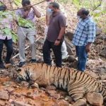 Tigers Death Case : పులుల మృతి కేసు.. విషప్రయోగమే కారణం.. నిర్థారించిన పోలీసులు