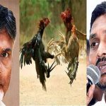 Political Sankranti in AP | ఏపీలో పొలిటికల్ పందెం కోళ్లు.. టికెట్ల కోసం సై అంటే సై అంటున్న నేతలు!