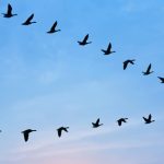 Birds Fly : పక్షులు ‘V’ ఆకారంలో ఎందుకు ఎగురుతాయో తెలుసా..?