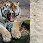 Tiger Hulchul : పశ్చిమగోదావరి జిల్లాలో పెద్దపులి హల్ చల్.. గాలిస్తున్న బృందాలు