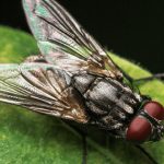 House Flies : యాక్ తూ.. ఈగలు ఆహారంపై వాలినప్పుడు ఇలా చేస్తాయా..!