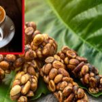 Civet Coffee : పిల్లి మలంతో కాఫీ.. ప్రపంచంలోనే అత్యంత ఖరీదు.. ఎలా తయారు చేస్తారంటే?