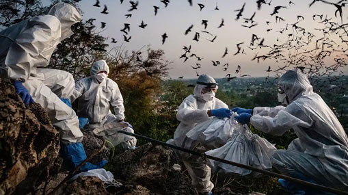 New Virus : గబ్బిలాలకు సోకే మరో వైరస్ గుర్తింపు.. కరోనా స్థాయిలో వ్యాపించే సామర్థ్యం..?