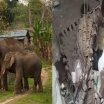 Elephant Attack : చిత్తూరు జిల్లాలో ఏనుగుల విధ్వంసం.. ఇల్లుపై దాడి..