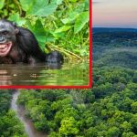 Amazon Forest : అమెజాన్ అడవులు.. అంతుచిక్కని రహస్యాలు..?