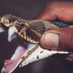 Snake Bite : పాము కాటు మరణాలకు చెక్ చెప్పేద్దాం..!