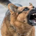 Stray dogs: రెచ్చిపోయిన వీధి కుక్కలు.. ఒకే రోజే 29 మందిపై దాడి..