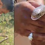Viral Videos : ఏం ధైర్యం సామీ.. పాముకు నోటితో ఊపిరి అందించాడు..!