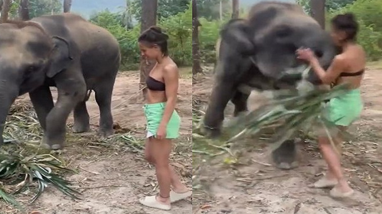 Elephant
