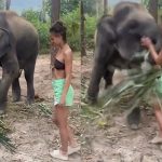 Elephant Attacks on Woman: ఏనుగుతో ఫోటో దిగాలనుకో.. రిస్కైన పర్లేదు.. కానీ దాంతో ఆటలాడితే.. ఇలాగే ఉంటుంది