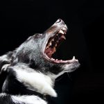 Dogs Cry : కుక్కలు రాత్రిపూట ఎందుకు ఏడుస్తాయి..?