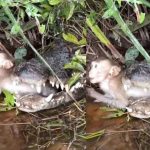 Monkey in Crocodile Mouth: మొసలి నోట్లో కోతి.. చస్తానని తెలిసిన తినటం ఆపని మూగజీవి