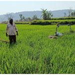 Rachakonda Farmer: కుమారి ఆంటీని ఆదుకున్న ప్రజల సిఎం.. రైతు కష్టంపై స్పందిస్తారా?