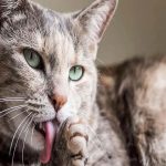 Raw Cat Meat : ఐదురోజులుగా ఆహారం లేదు.. ఆకలిబాధ భరించలేక ఏం చేశాడంటే..