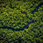 Amazon Forest : అమెజాన్ అడవులు ఇక మాయం!