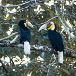 Hornbills birds love story: ఈ వాలెంటైన్స్ డేకి అందమైన ప్రేమకథ.. మీ హృదయాన్ని కరిగించే హార్న్‌బిల్స్ పక్షుల ప్రేమ కథ