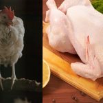 Rapidly spreading bird flu: చికెన్ తినేవారికి హెచ్చరికలు.. వేగంగా విస్తరిస్తున్న బర్డ్ ఫ్లూ