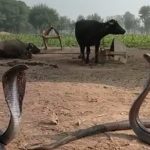 Black King Cobra’s Dance: ఆదమరచి నాట్యం చేస్తున్న బ్లాక్ కింగ్ కోబ్రాలు.. వీడియో చూస్తే షాకే!