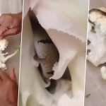 King Cobra in Cauliflower: కాలీఫ్లవర్‌లో దూరిన పాము..! వీడియో వైరల్