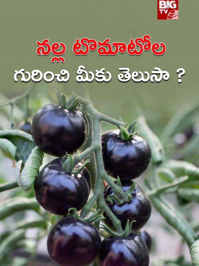 నల్ల టొమాటోల గురించి మీకు తెలుసా ?