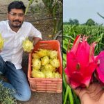 Dragon Fruit Cultivation : కరువు జిల్లాలో కనకవర్షం!