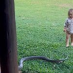 Kid Playing with Snake: ఏమి ధైర్యంరా బుడ్డోడా.. 7 అడుగుల పాముతో ఆటలా..?