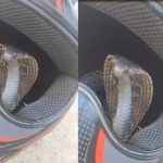 Snake In Helmet : హెల్మెట్‌లో దూరిన పాము.. జస్ట్‌మిస్..!