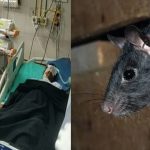 Rats Bites ICU Patient: నేను రాను బిడ్డో కామారెడ్డి దవాఖానకు.. ఐసీయూలో పేషంట్ ను కరిచిన ఎలుకలు