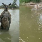Man Fights with Kangaroo: కుక్కను కిడ్నాప్ చేసిన కంగారు.. విడిపించటానికి దానితో ఫైట్ చేసిన వ్యక్తి!