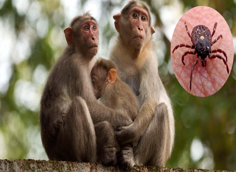 monkey fever cases in karnataka