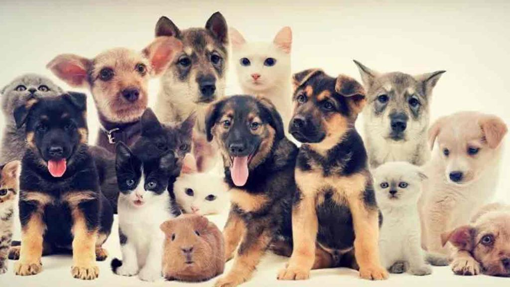 pets business in India