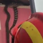 3 Giant Snake in Home: ఒకటి కాదు ఏకంగా ౩ పెద్ద పాములు.. మూకుమ్మడిగా మీద పడితే.. ఒళ్లు జలదరించే సీన్