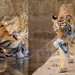 Tiger Viral Video: ప్లాస్టిక్ పై పులి నేర్పిన పాఠం.. వైరల్ వీడియో..!