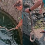 Dangerous Cobra Video: బావిలో పడ్డ నాగుపాము.. సహాయం చేయబోయిన వ్యక్తిపైకి ఎలా ఎగిసి పడుతుందో చూడండి!