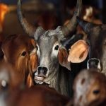 Madhya Pradesh : మధ్యప్రదేశ్‌లో 500 గోవులమృతి !