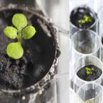 Scientists Grow Plants: చంద్రుని ధూళితో శెనగలు..!