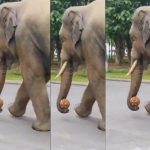 Elephant Playig Foot Ball: బంతితో ఫుట్ బాల్ ఆడిన గజరాజు.. ఏనుగు ఫన్నీ గేమ్‌కు నెటిజన్లు ఫిదా!