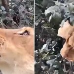 Lion Eating Leaves : ఆకులు తింటున్న సింహం.. వైరల్ వీడియో!