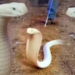 Rara White King Cobra: పడగ విప్పిన శ్వేతనాగు.. వీడియో చూస్తే ఒళ్లు షేక్ అవ్వాల్సిందే!