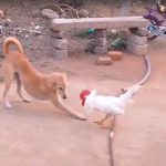 Dog Vs Cock: ముక్కు నెలకు రాస్తూ కోడిపుంజు రంకెలు.. పట్టనట్టు పడుకున్న కుక్క.. ఫన్నీ వీడియో