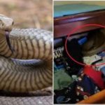 Brown Snake in Cupboard: చెడ్డీల పెట్టెలో పాము.. చూసి గుండె ఆగినంత పనైంది!