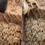 Viral Video : మట్టి తవ్వుతుండగా బయటపడ్డ విచిత్ర ఆకారం..!