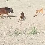 Cow Chases Tiger : పులిని పరిగెత్తించిన ఆవు.. వైరల్ అవుతున్న వీడియో!