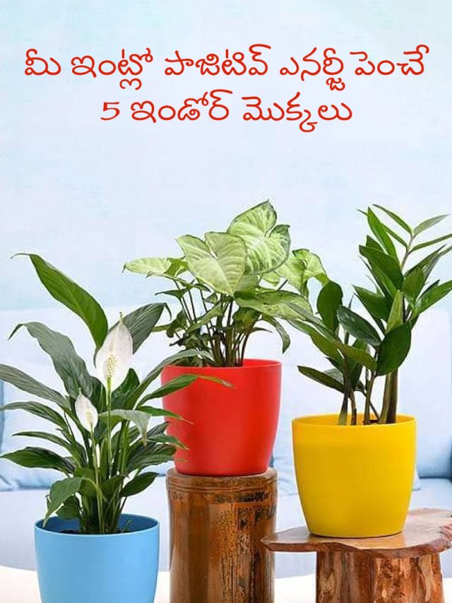 Indoor Plants